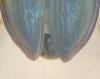 Bembidion sp.
